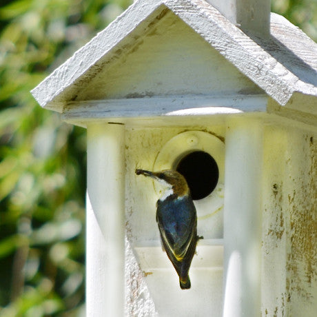 Blue Bird Houses